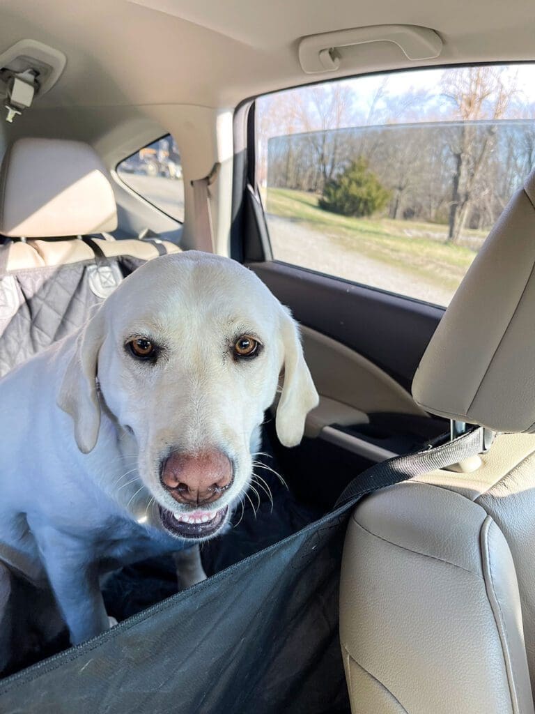 Our labrador riding securely in this dog hammock for the car.