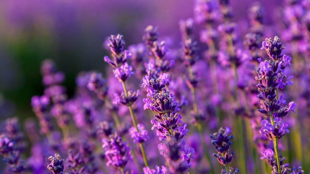 summer diffuser blends with lavender