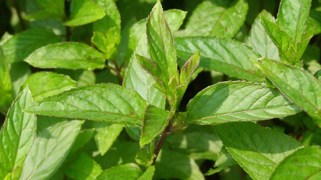 summer diffuser blends with pepperming